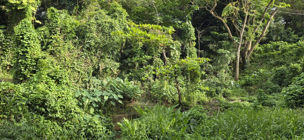 Lush green forest with dense trees and foliage.