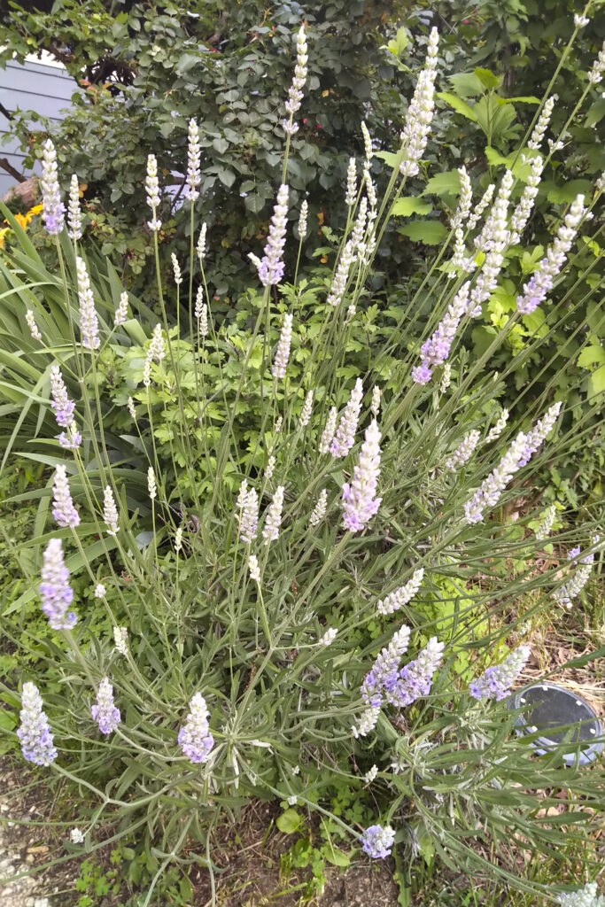 Tall lavender flowers blooming in a garden under sunlight.