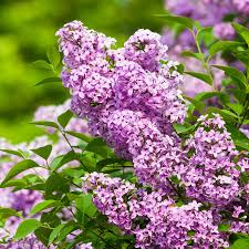 Blooming lilac flowers with vibrant purple hues in sunlight.