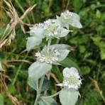 White flowering plant with green leaves in natural setting.
