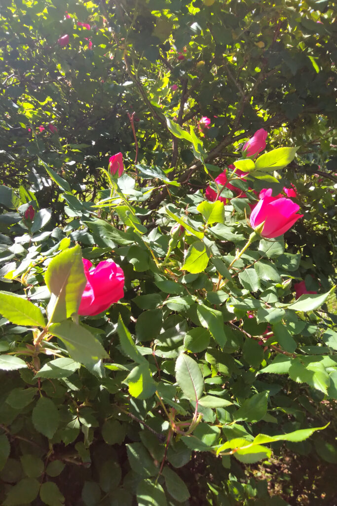 Bright pink roses blooming amidst green leaves in sunlight.