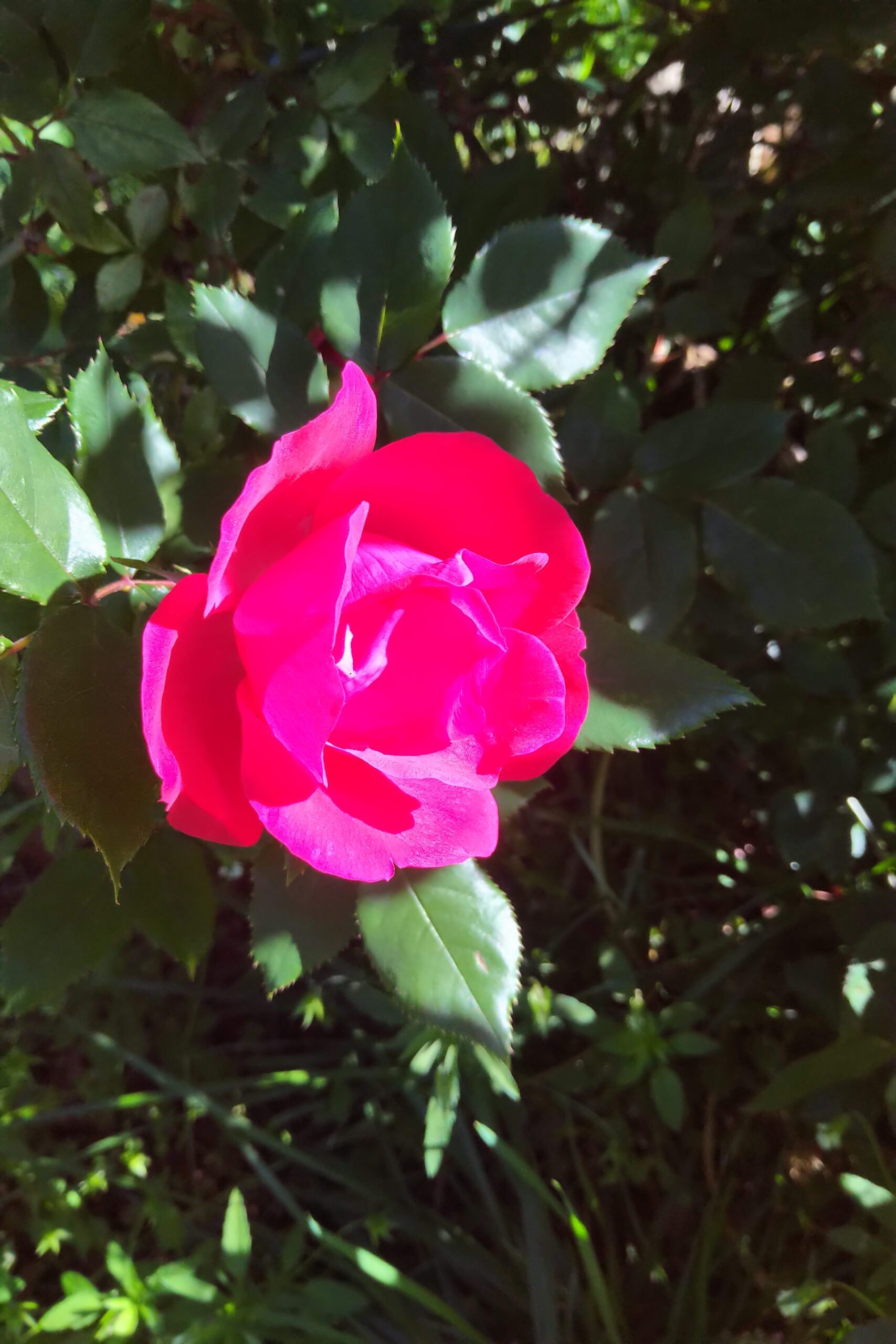 Bright pink rose blooming among green leaves in sunlight.