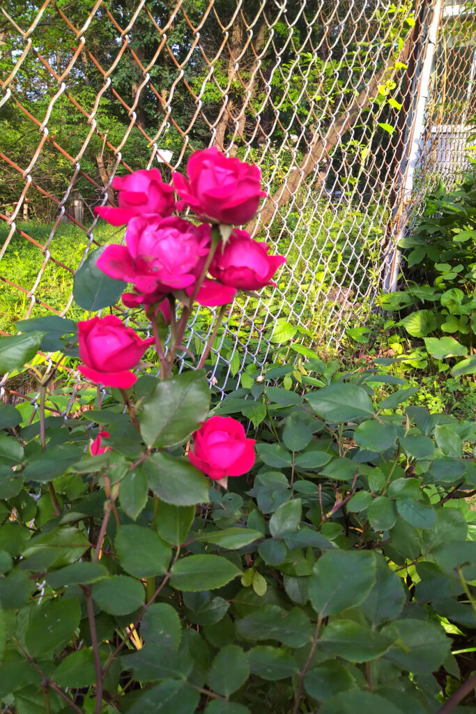 Bright pink roses bloom vibrantly against a garden fence.