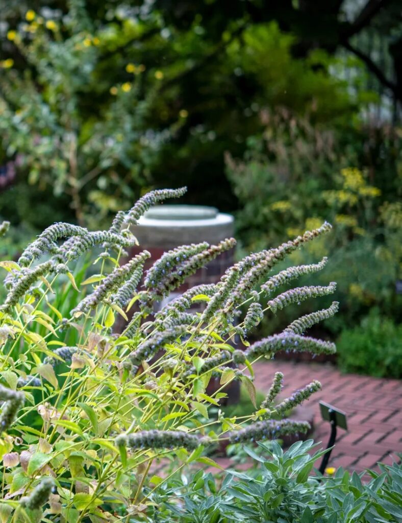 Garden scene with purple flowering plants and a stone urn.