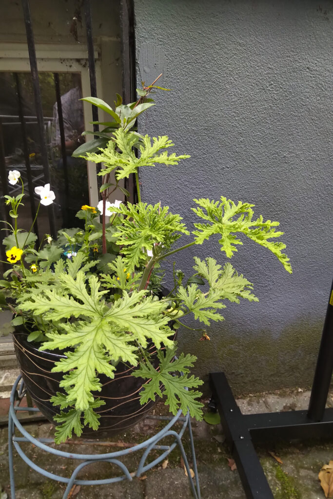 A green potted plant with lobed leaves and small yellow flowers.