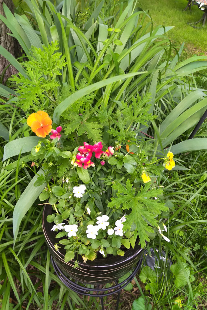 Colorful flowers blooming in a garden pot surrounded by green leaves.