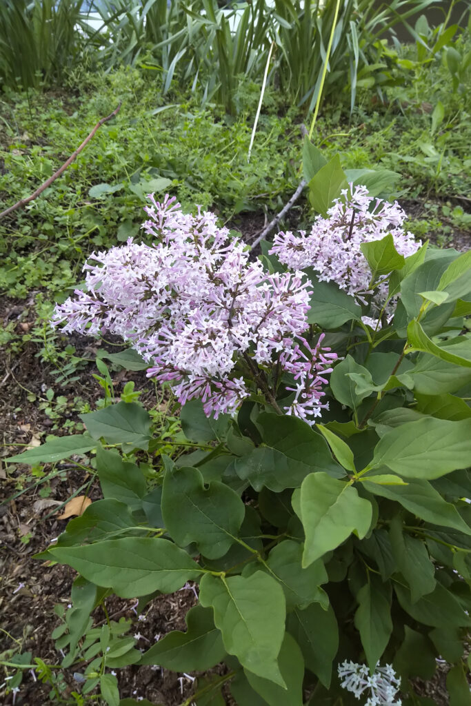 Lilac bush with light purple flowers.