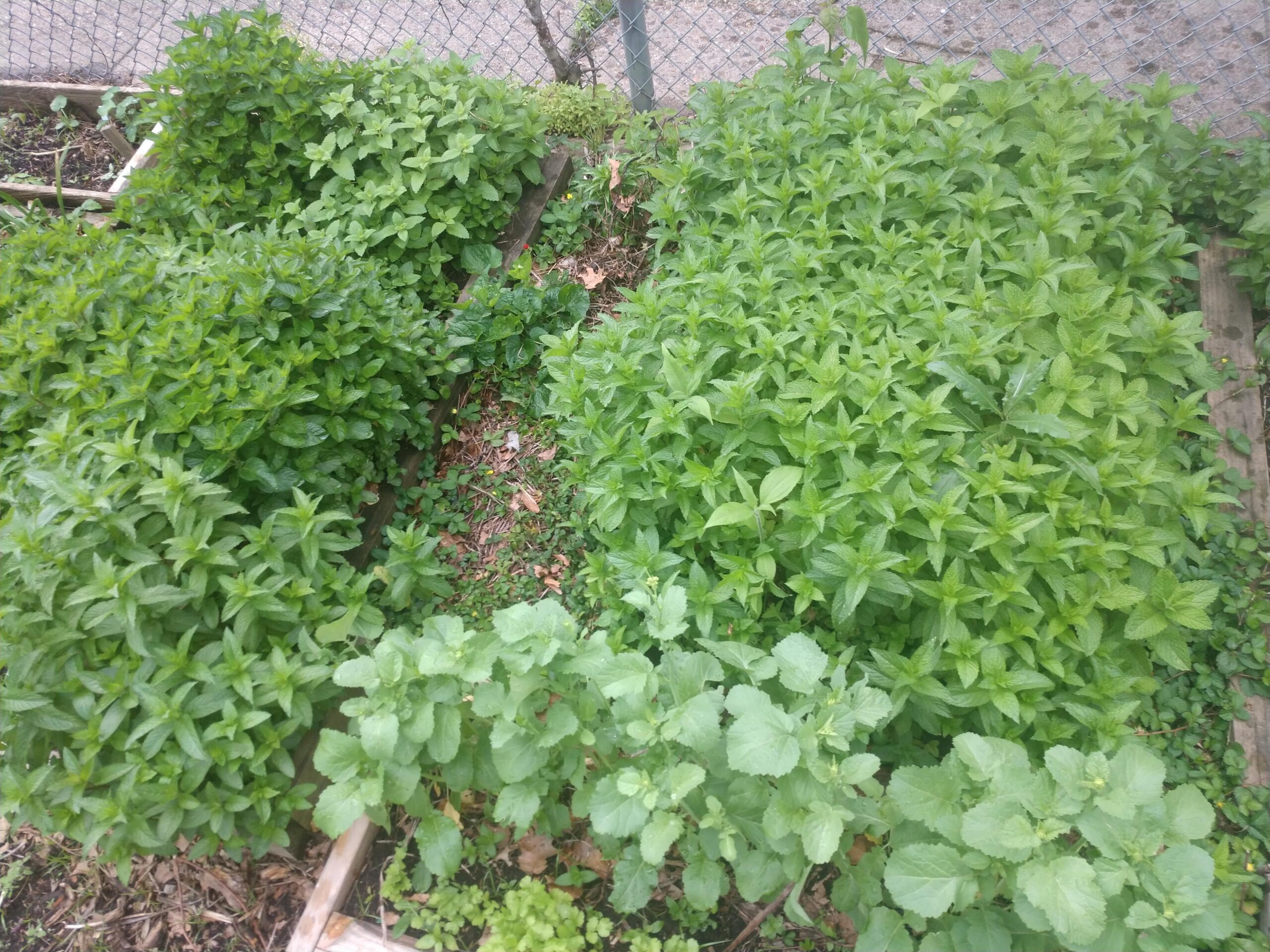A lush garden bed with various green leafy plants growing densely.