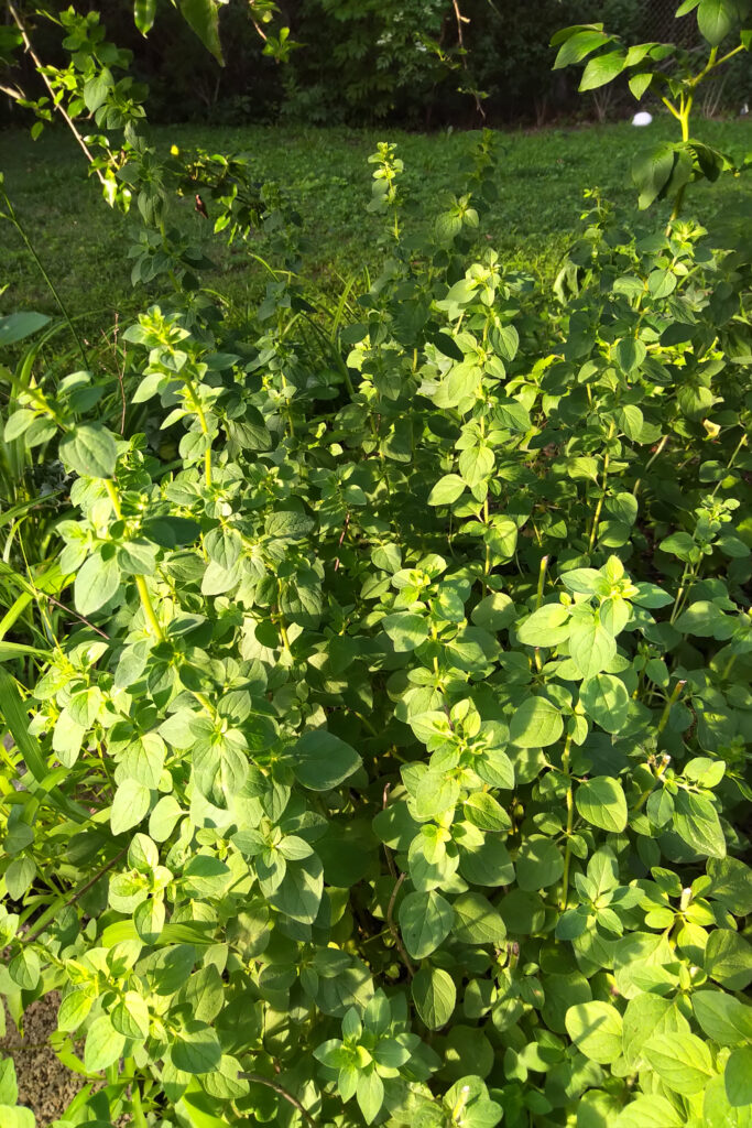 Lush green plants thriving under sunlight.