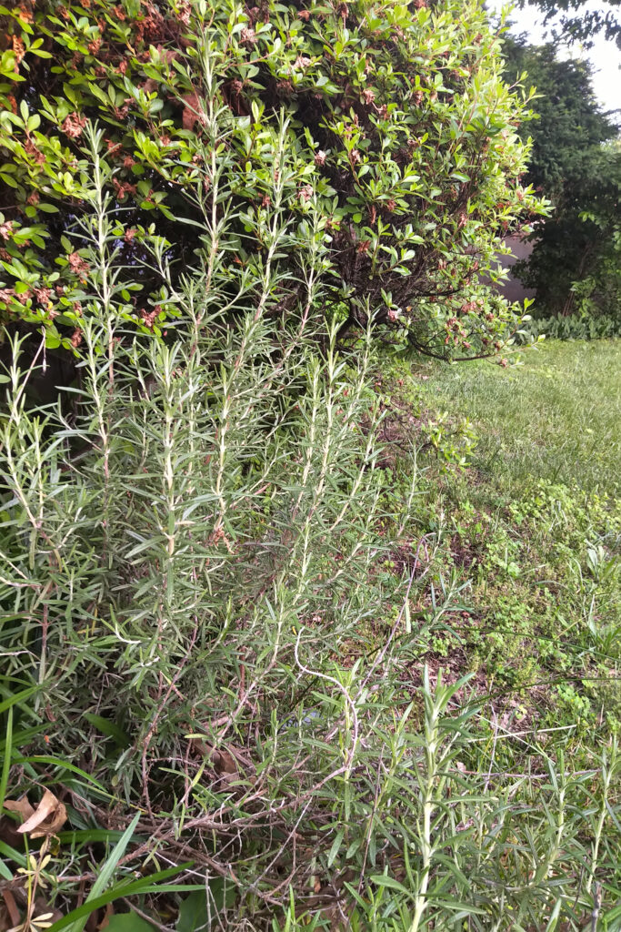 Green plants growing in a grassy outdoor area under sunlight.