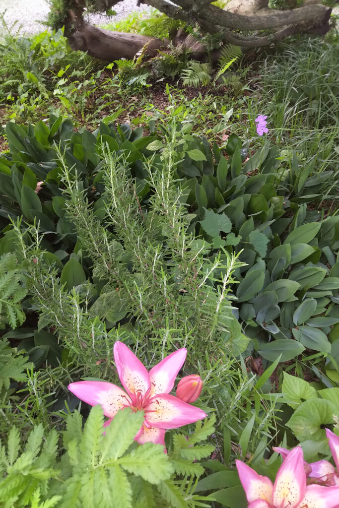 Pink flower blooming among green leaves and plants.