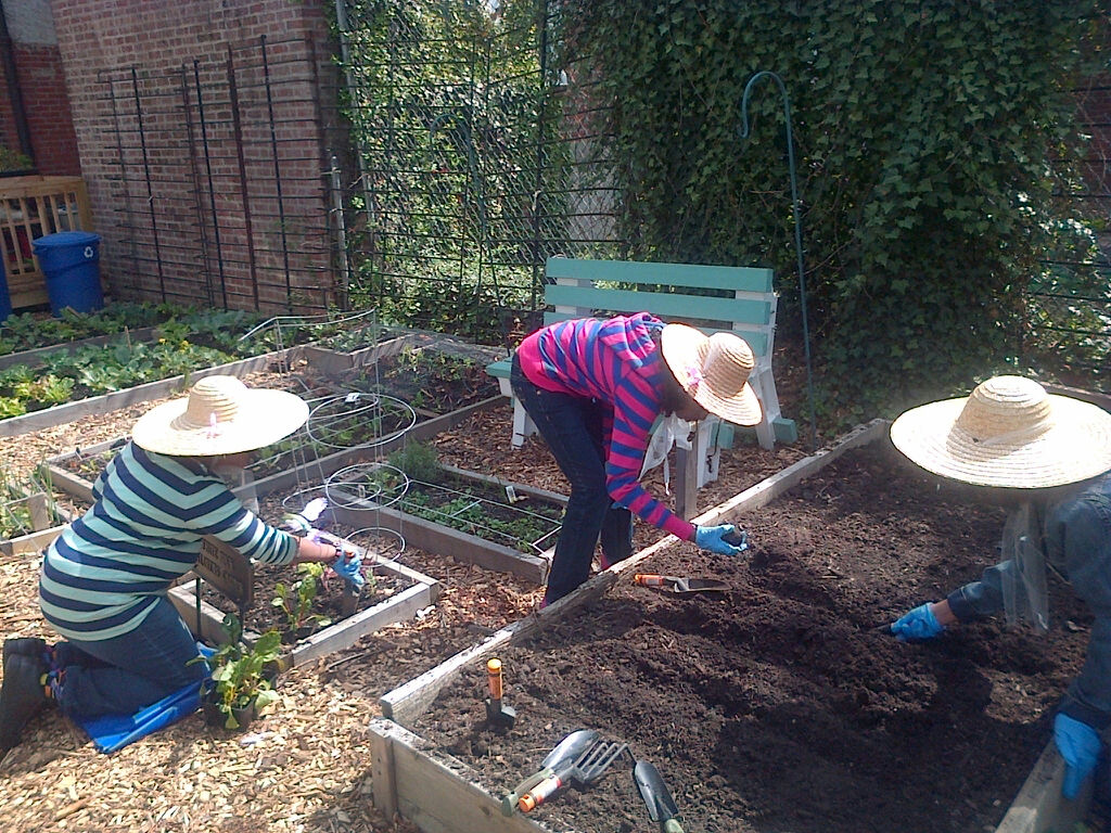 Two people gardening, preparing soil in raised beds.