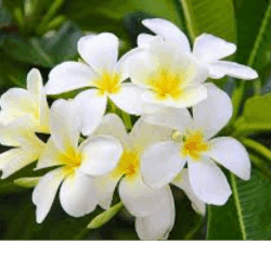 Gardenia Floral Water